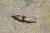 Nephopterix angustella